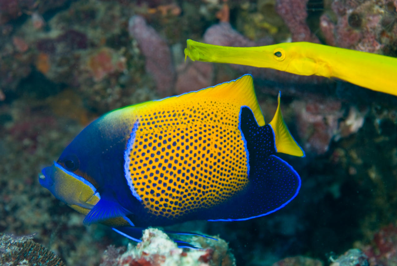 Pomacanthus navarchus (Pesce angelo cinto di blu)